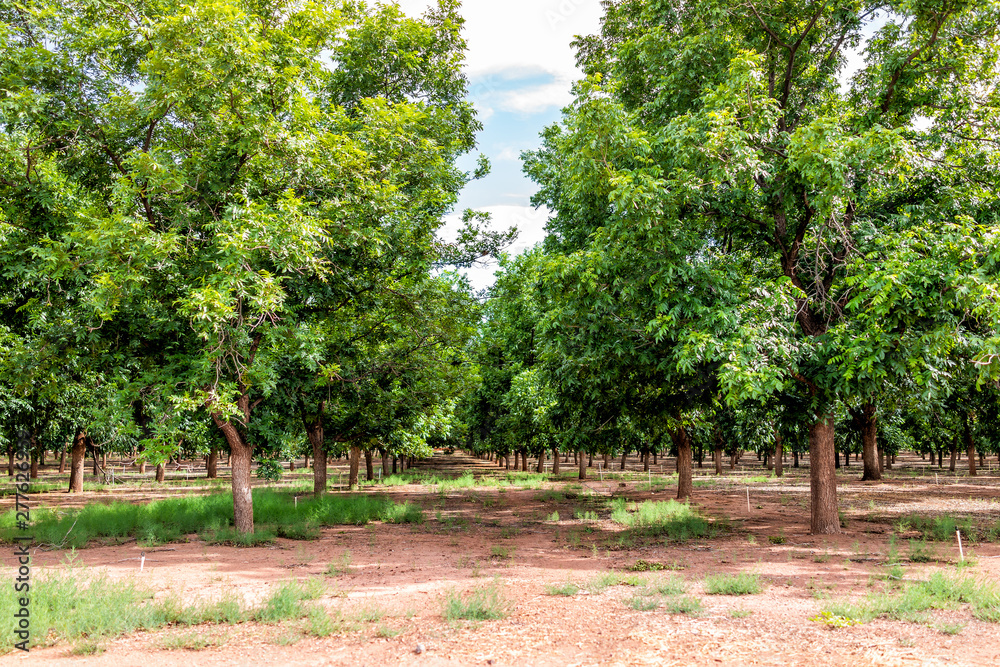 La Luz town in New Mexico with pistachio trees farm rows and nobody during sunny summer day