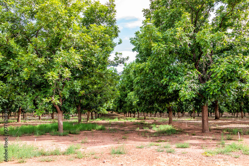 La Luz town in New Mexico with pistachio trees farm rows and nobody during sunny summer day © Kristina Blokhin