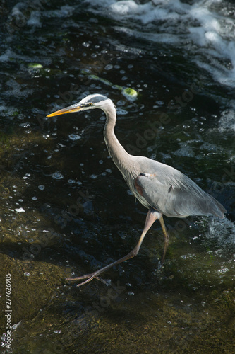 Great blue heron fishing at base of waterfall in Connecticut.
