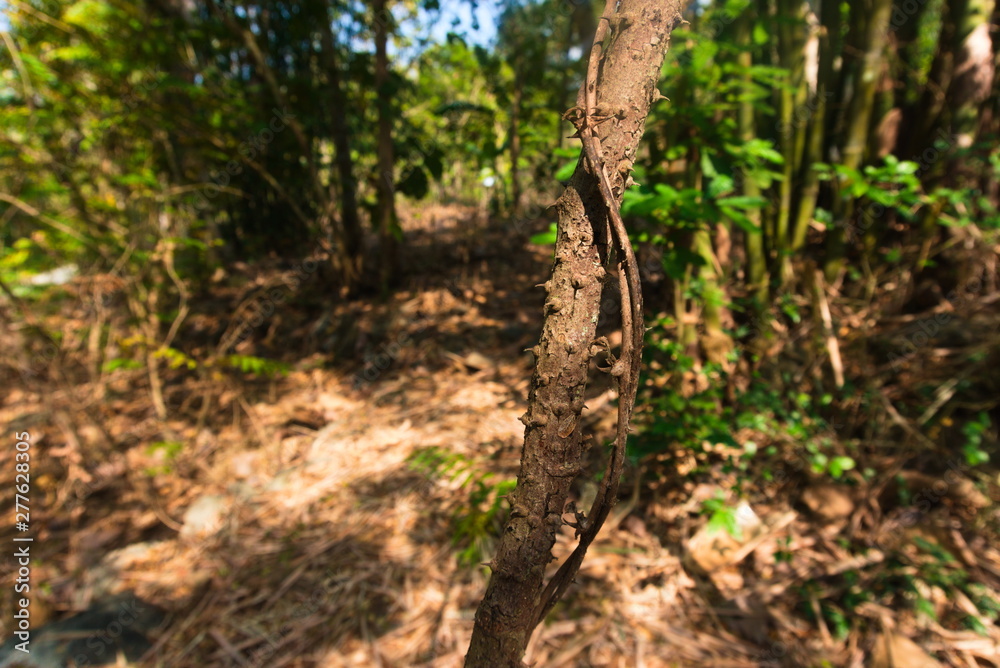 Obraz premium old oak tree in the forest
