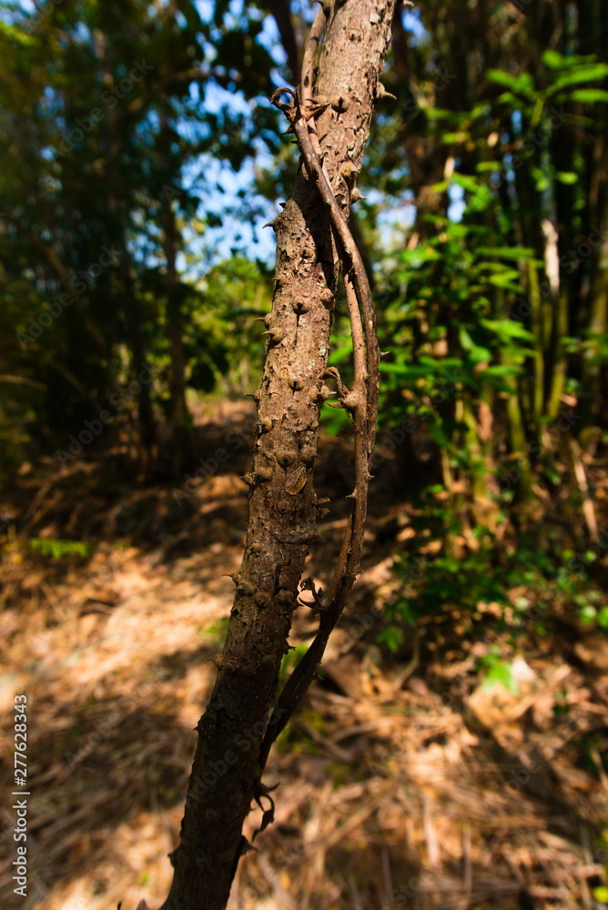 tree in forest tree in forest