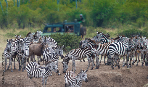 Zebras in front of the safari jeep