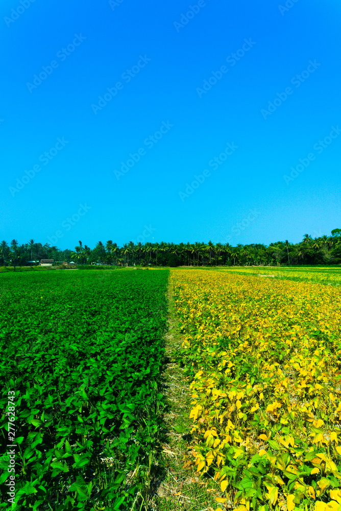 field of soy