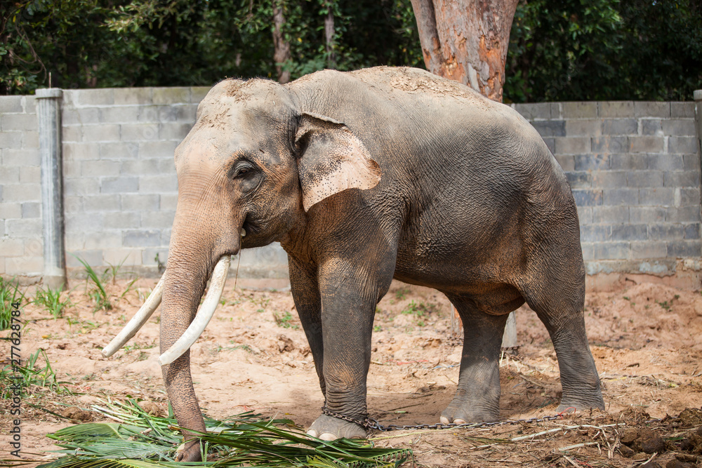 Fototapeta premium Thai elephant closeup.