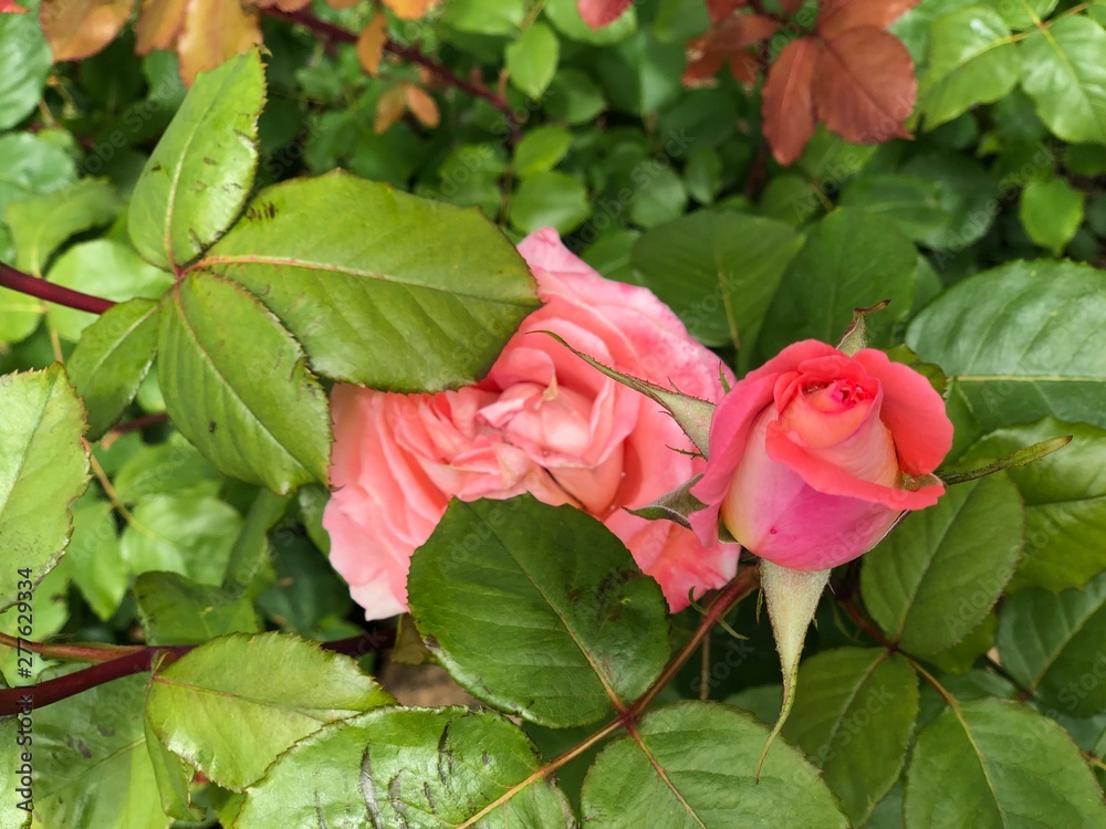 Pink roses in the garden of colorful roses. Pink roses in the garden of colorful roses.