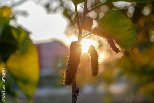Fresh mulberry black ripe and red unripe mulberries on the branch of tree in the garden with golden sun ray. Healthy berry fruit.