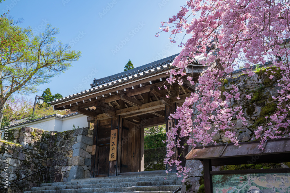 Fototapeta premium 京都 大原三千院の御殿門と枝垂桜 