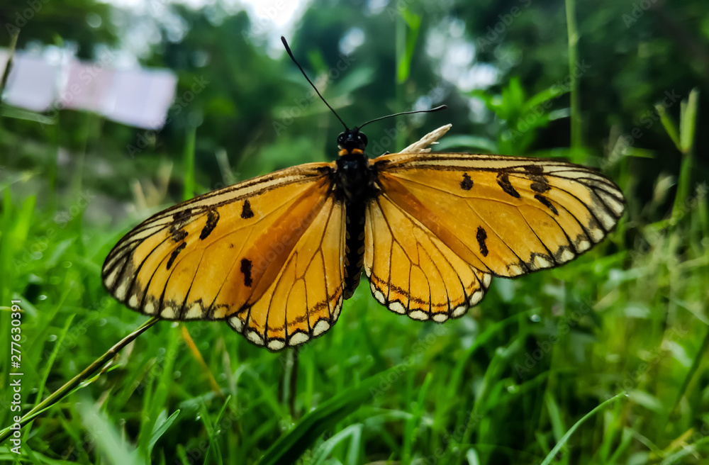 Naklejka premium butterfly on a grass blade 