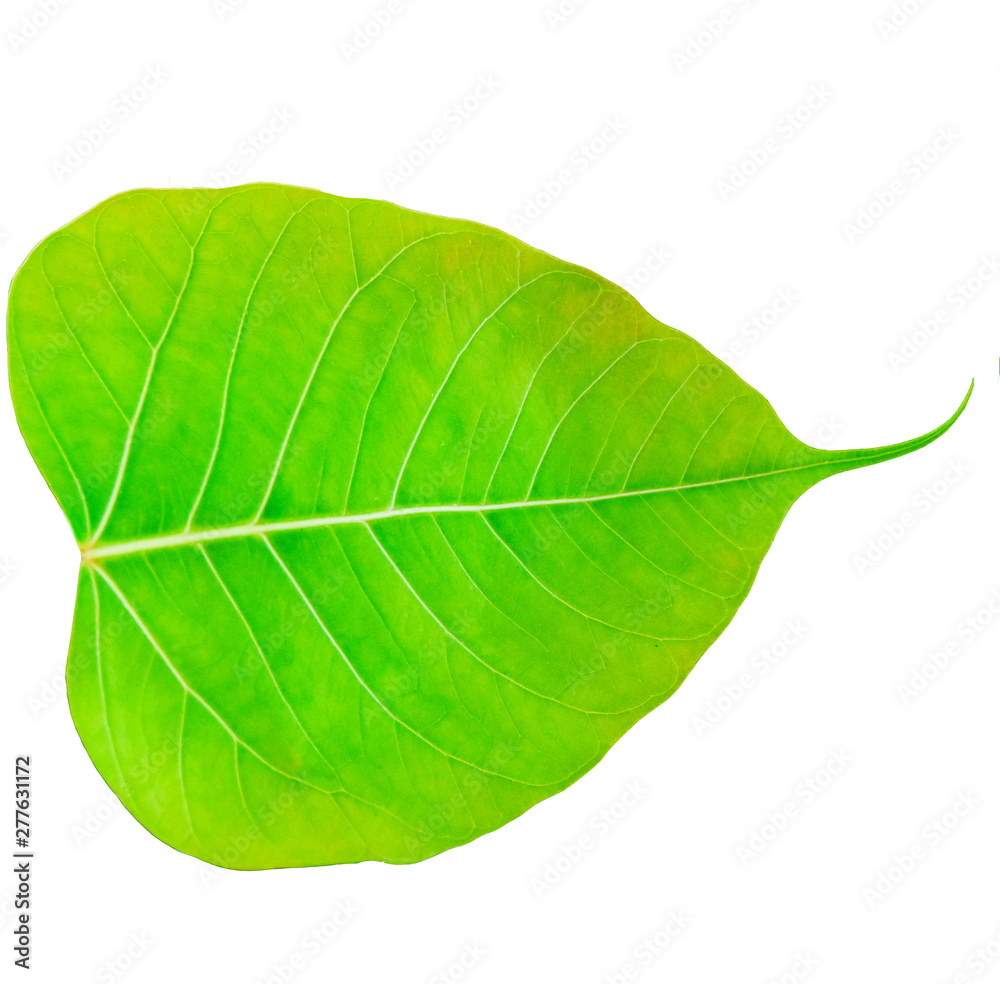 Obraz premium green leaf isolated on white background