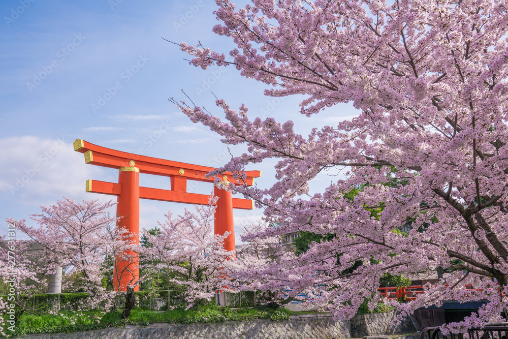 京都 平安神宮の大鳥居と桜 京都 平安神宮の大鳥居と桜