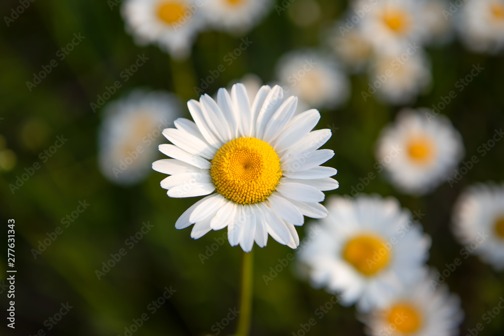 Oxeye Daisy in Ontario Canada in the Summer Oxeye Daisy in Ontario Canada in the Summer