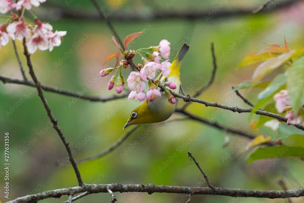 oriental white-eye,oriental white-eye in Inthanon Thailand oriental white-eye,oriental white-eye in Inthanon Thailand