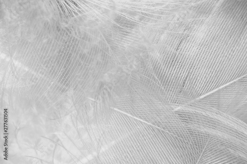Beautiful white feather pattern texture background