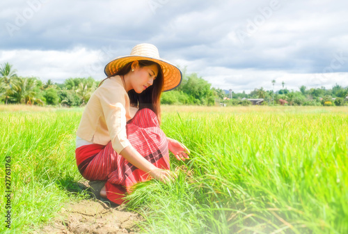a beautiful woman is working on rice field  with green background of rice plantation in cloudy day