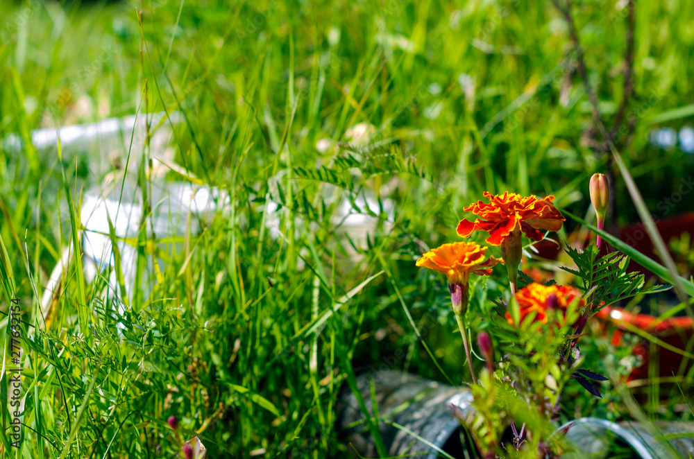 Bright orange flowers marigolds wildly grow in the grass among the cans of garden in the summer. Bright orange flowers marigolds wildly grow in the grass among the cans of garden in the summer.