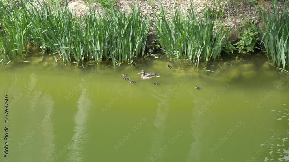 Mother duck and ducklings swimming in a blue-green algae filled pond. Mother duck and ducklings swimming in a blue-green algae filled pond.
