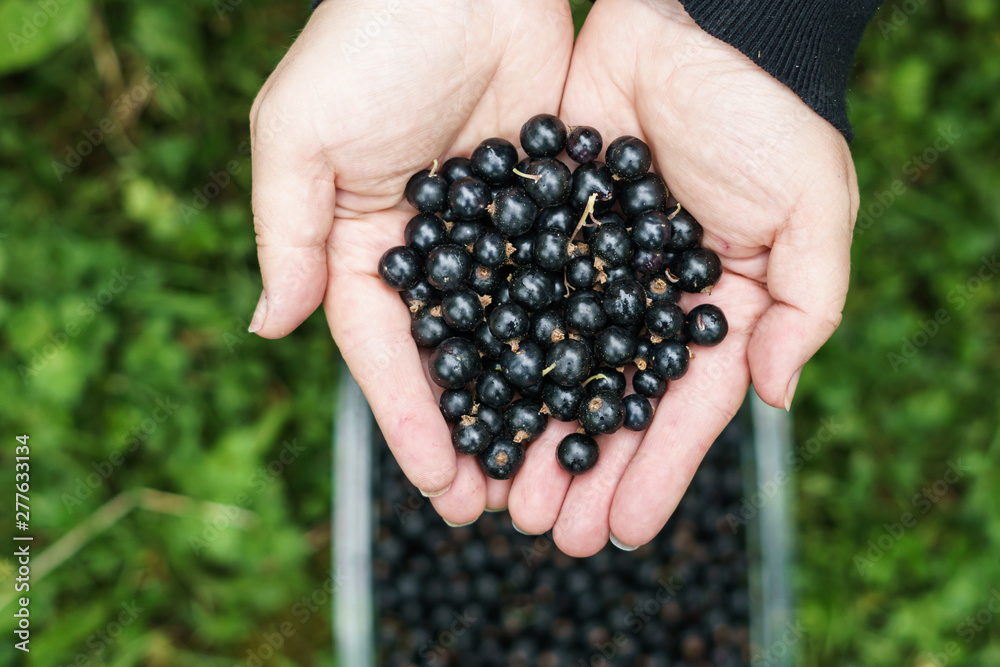 black currant berry on a branch with green leaves in the garden or farm. black currant berry on a branch with green leaves in the garden or farm.