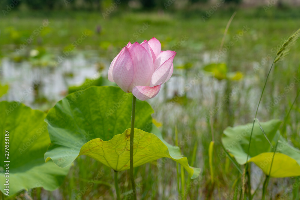 a lotus flower that is opening in a pond