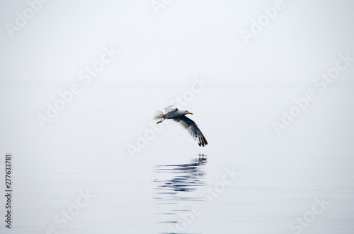 Seagull takes off above the water