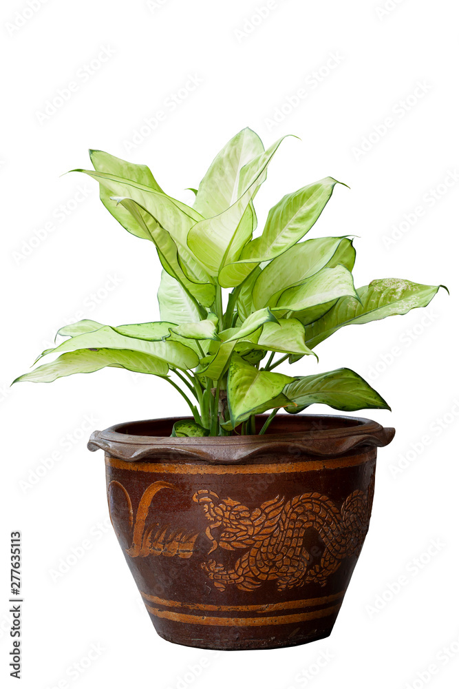 Dumb Cane plant or Dieffenbachia in brown pot isolated on white background. Dumb Cane plant or Dieffenbachia in brown pot isolated on white background.