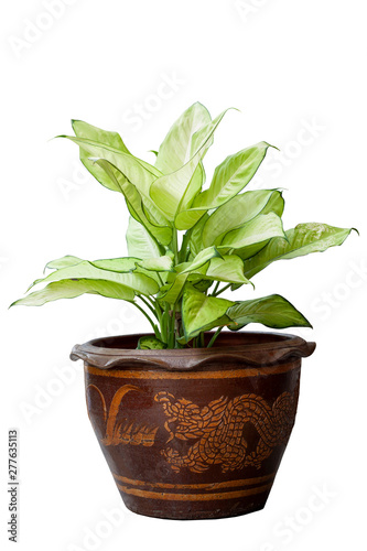 Dumb Cane plant or Dieffenbachia in brown pot isolated on white background.