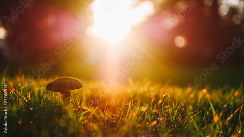 Champignon dans l'herbe fraîche, éclairé par les rayons du soleil couchant