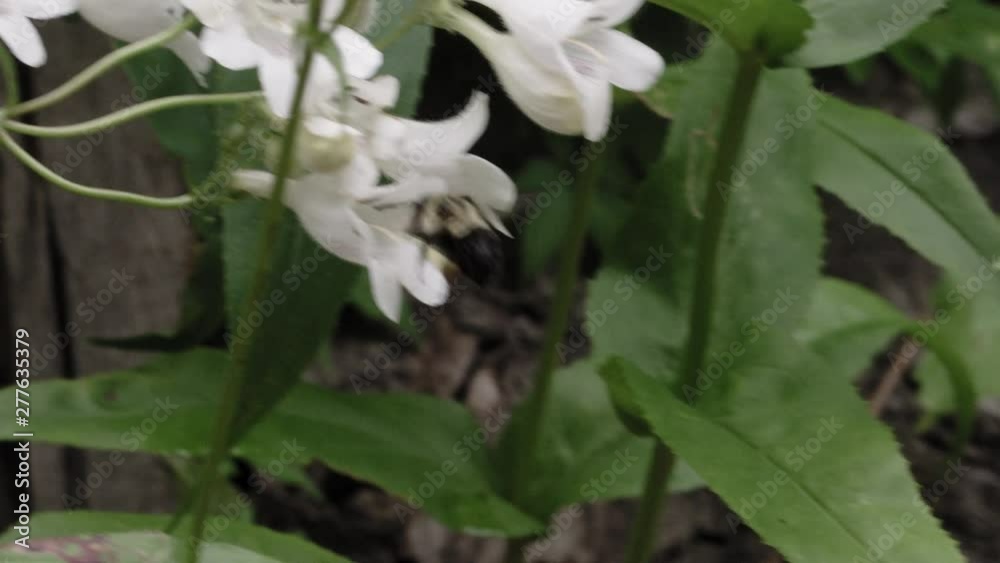 A bee pollenates white flowers on an overcast summer day A bee pollenates white flowers on an overcast summer day
