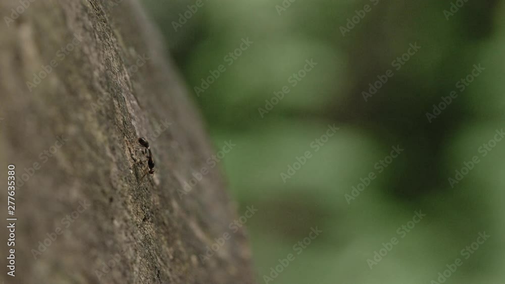 A flying ant hanging out on a log A flying ant hanging out on a log
