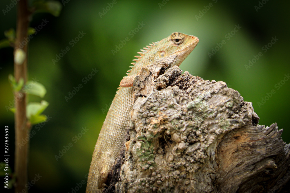 Chameleon on wood Chameleon on wood