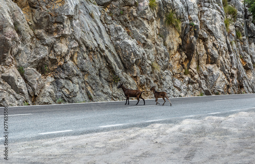 Wild goat in the Tramuntana mountains in Mallorca