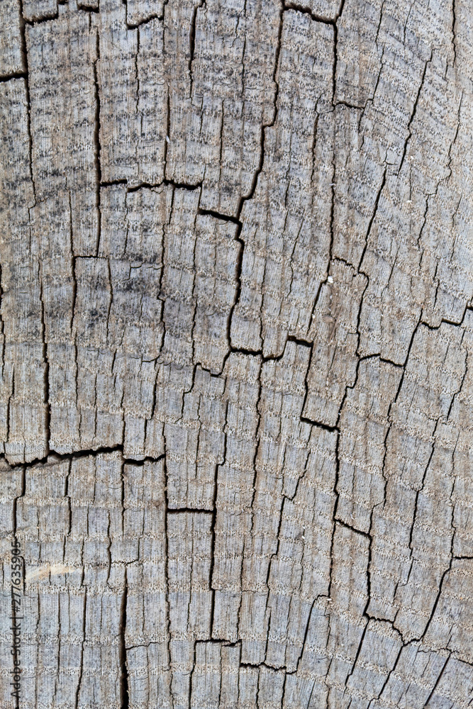 Old Weathered Cracked Grayish Wood Texture Closeup Old Weathered Cracked Grayish Wood Texture Closeup