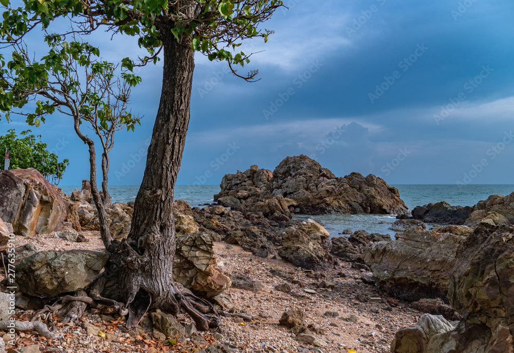 a tree was born on the rocks beside the beach full of rock a tree was born on the rocks beside the beach full of rock
