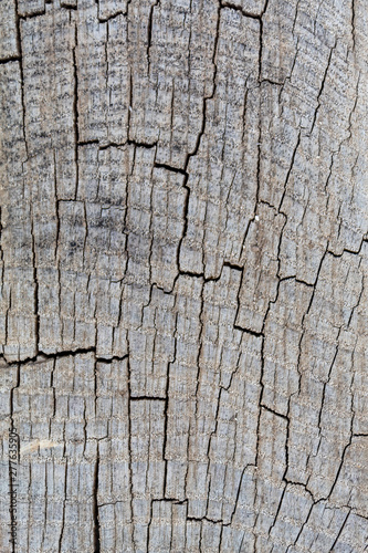 Old Weathered Cracked Grayish Wood Texture Closeup