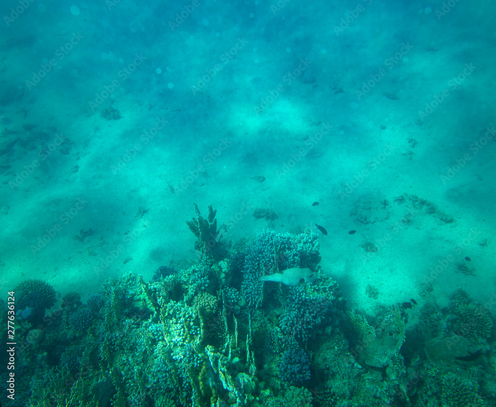 Fototapeta premium sea fish near coral, underwater