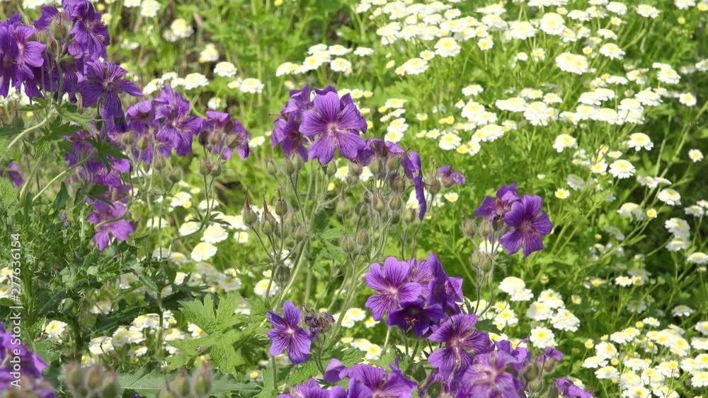 Purple Cranesbill and Flower Feverfew in the garden Purple Cranesbill and Flower Feverfew in the garden