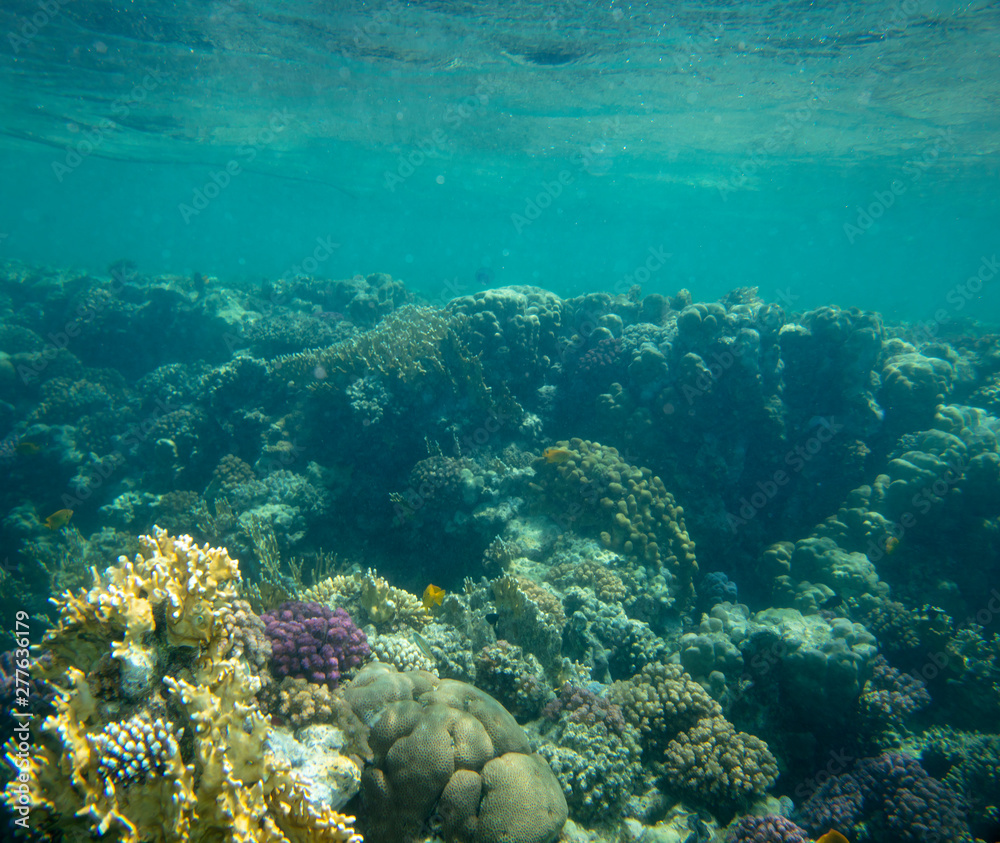 Fototapeta premium sea fish near coral, underwater