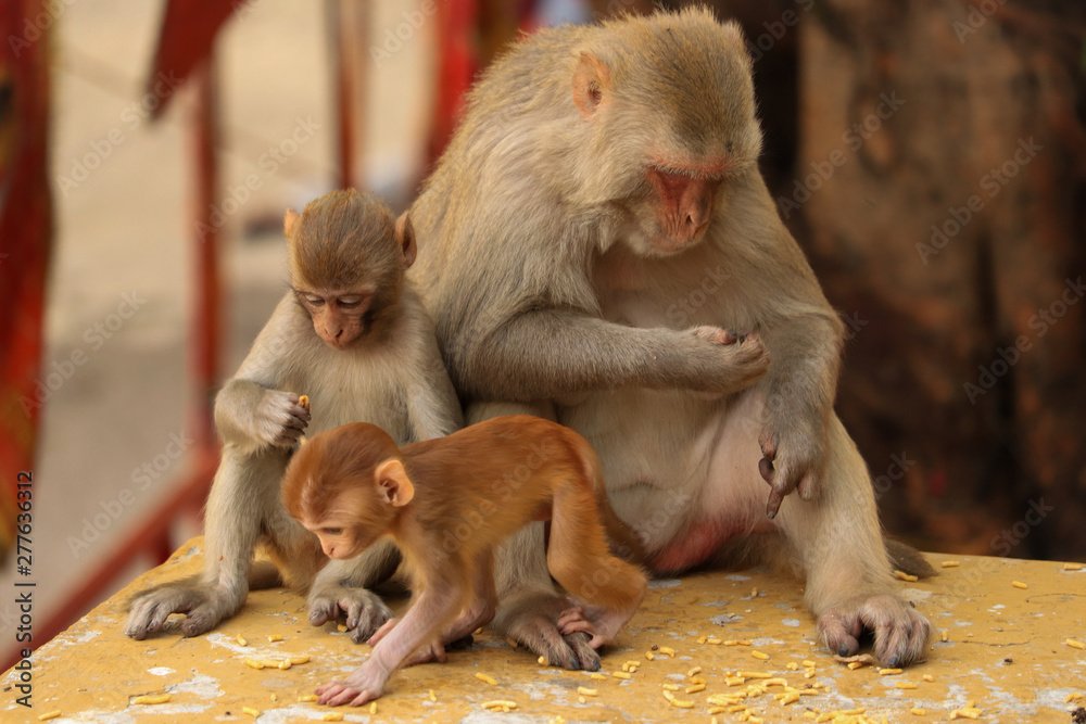 Monkey family mother and her children