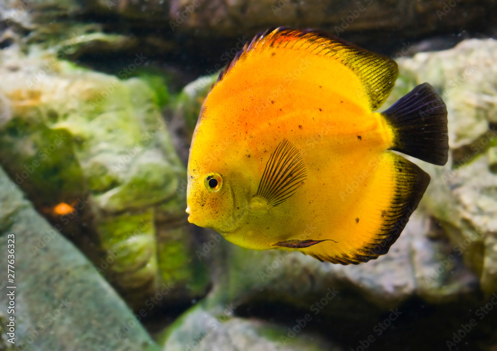 Underwater world, diving, aquarium, fish, ocean, sea Underwater world, diving, aquarium, fish, ocean, sea