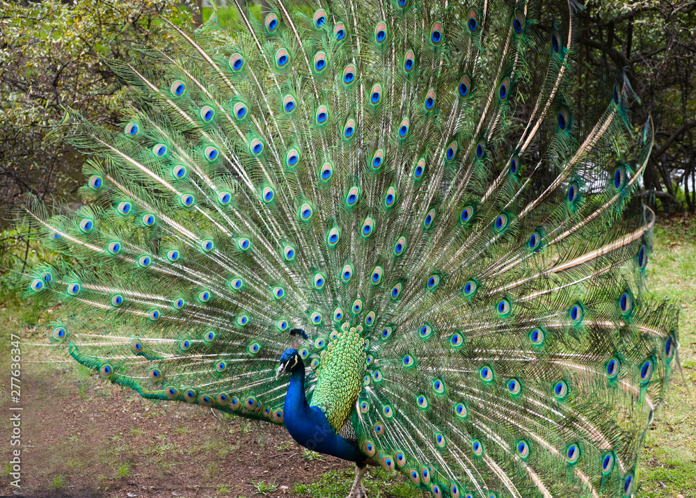 Fototapeta premium Peacock with flowing tail