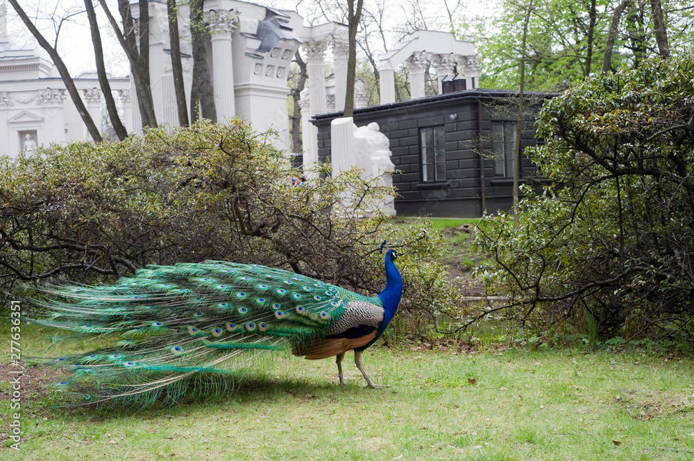 Obraz premium Peacock in royal park