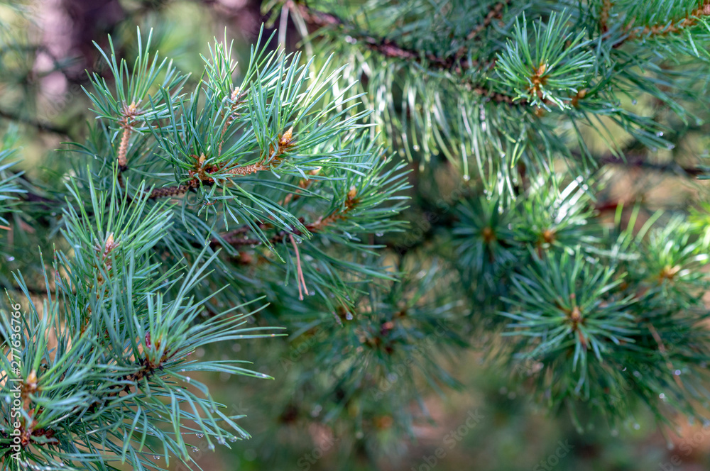 pine branches in close-up on a Sunny day after rain with water drops pine branches in close-up on a Sunny day after rain with water drops