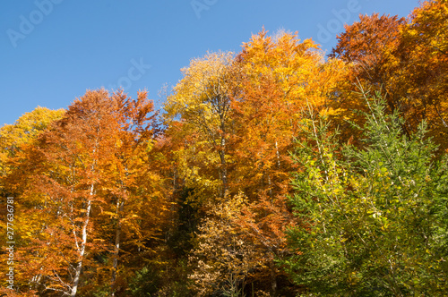 Autumn Colors - Lush Foliage - Forest.