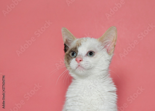 Fototapeta Naklejka Na Ścianę i Meble -  Portrait of a white and brown kitten with yellow green eyes looking slightly up to viewers left. Pink background