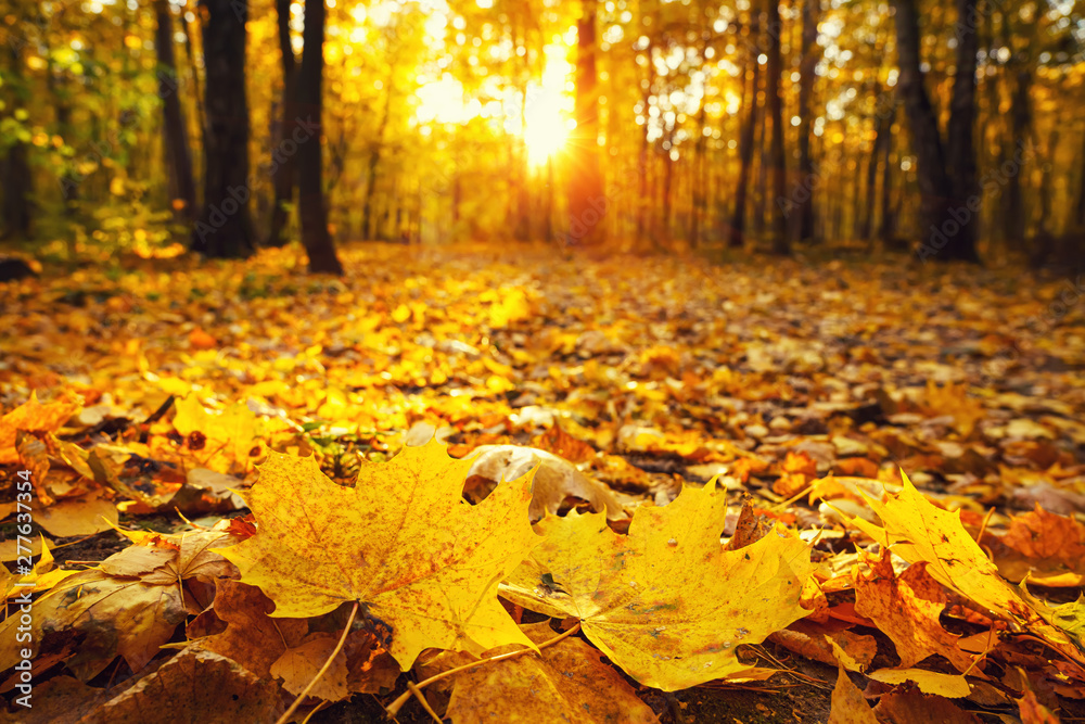 Bright foliage in sunny autumn park - obrazy, fototapety, plakaty 