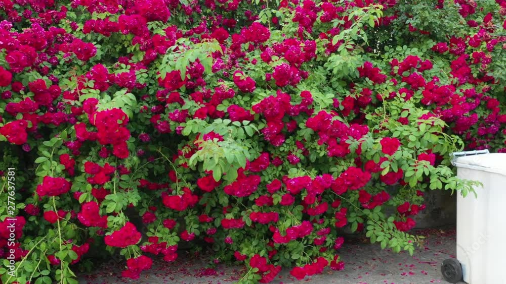 Red rose fence. Movement to the side. Trash can and wicket. Red rose fence. Movement to the side. Trash can and wicket.