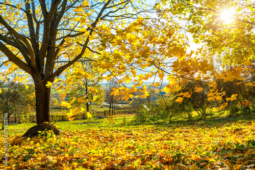 Colorful tree and blue sky in the autumn park