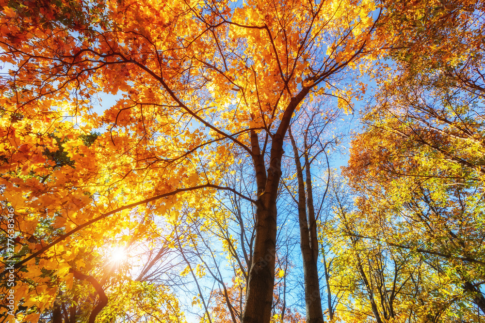 Sunny autumn golden maple trees over blue sky Sunny autumn golden maple trees over blue sky