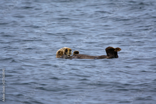 Seeotter Rücken photo