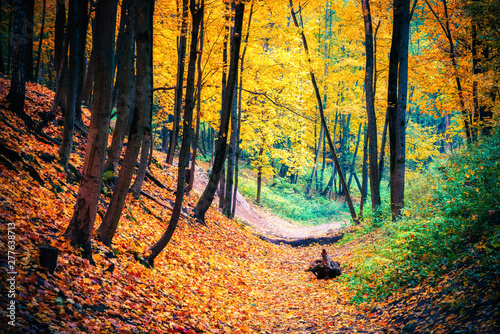 Pathway in the bright autumn forest