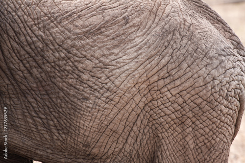 Textur Elefant